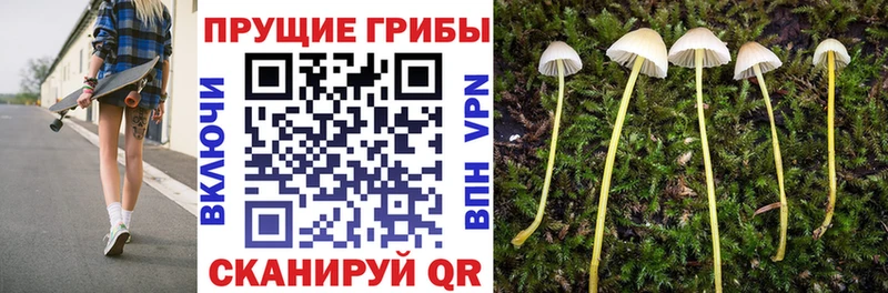 Псилоцибиновые грибы GOLDEN TEACHER это Telegram Тогучин купить наркоту